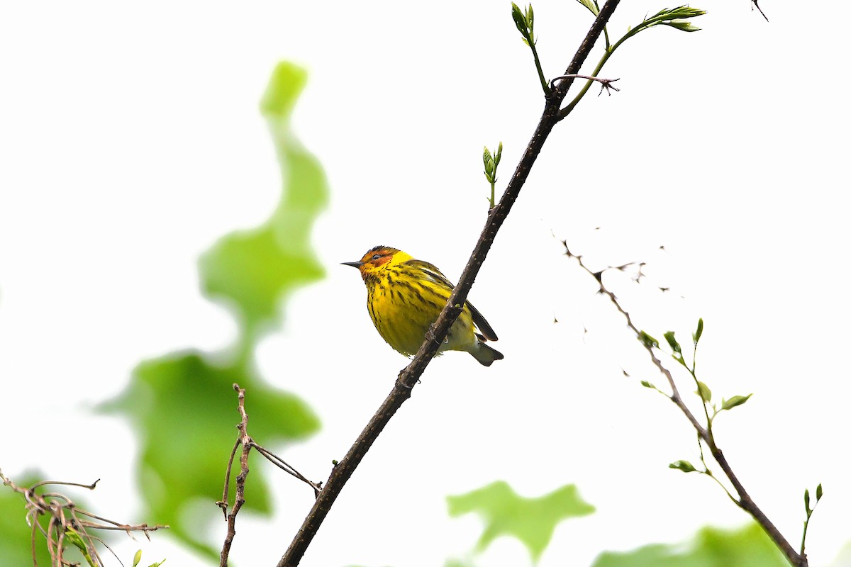 Cape May Warbler - ML621293510