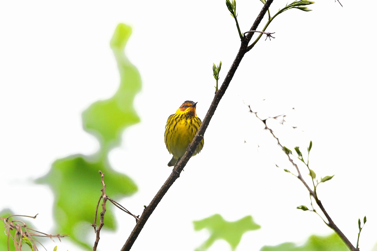 Cape May Warbler - ML621293511