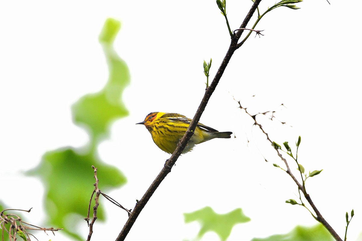 Cape May Warbler - ML621293512