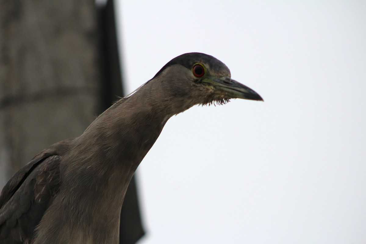 Black-crowned Night Heron - ML621293523