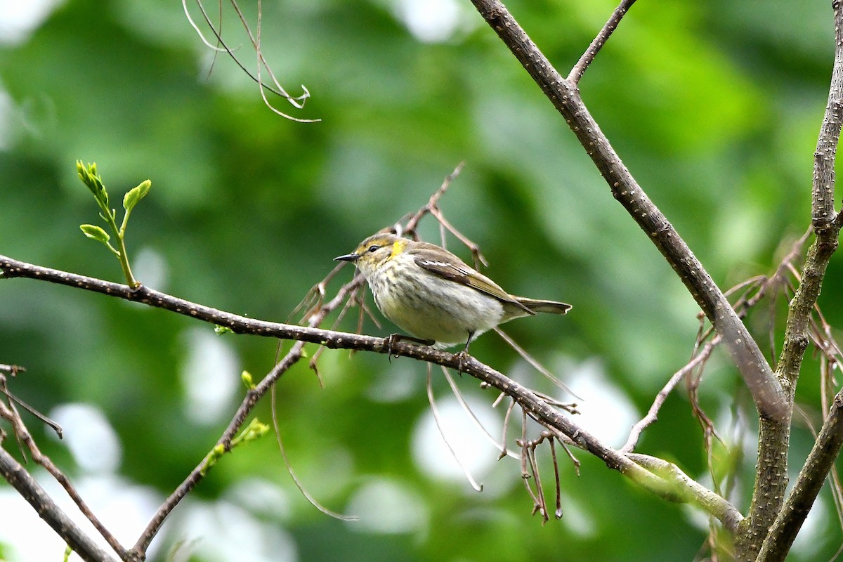Cape May Warbler - ML621293531