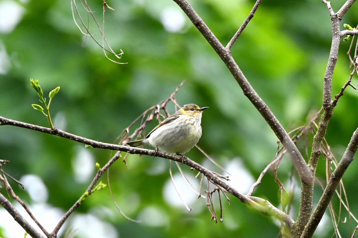 Cape May Warbler - ML621293532