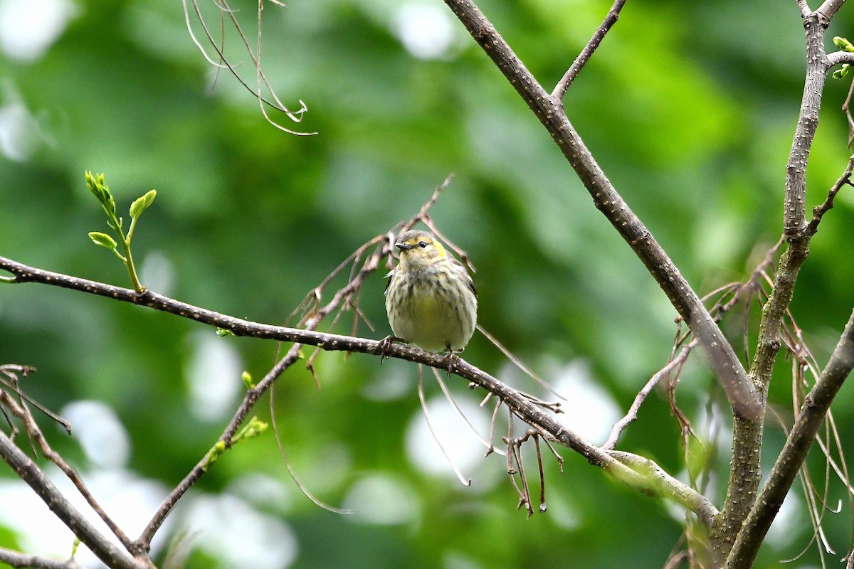 Cape May Warbler - ML621293533