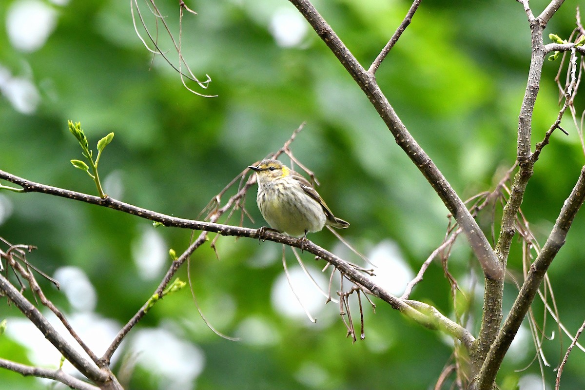 Cape May Warbler - ML621293534