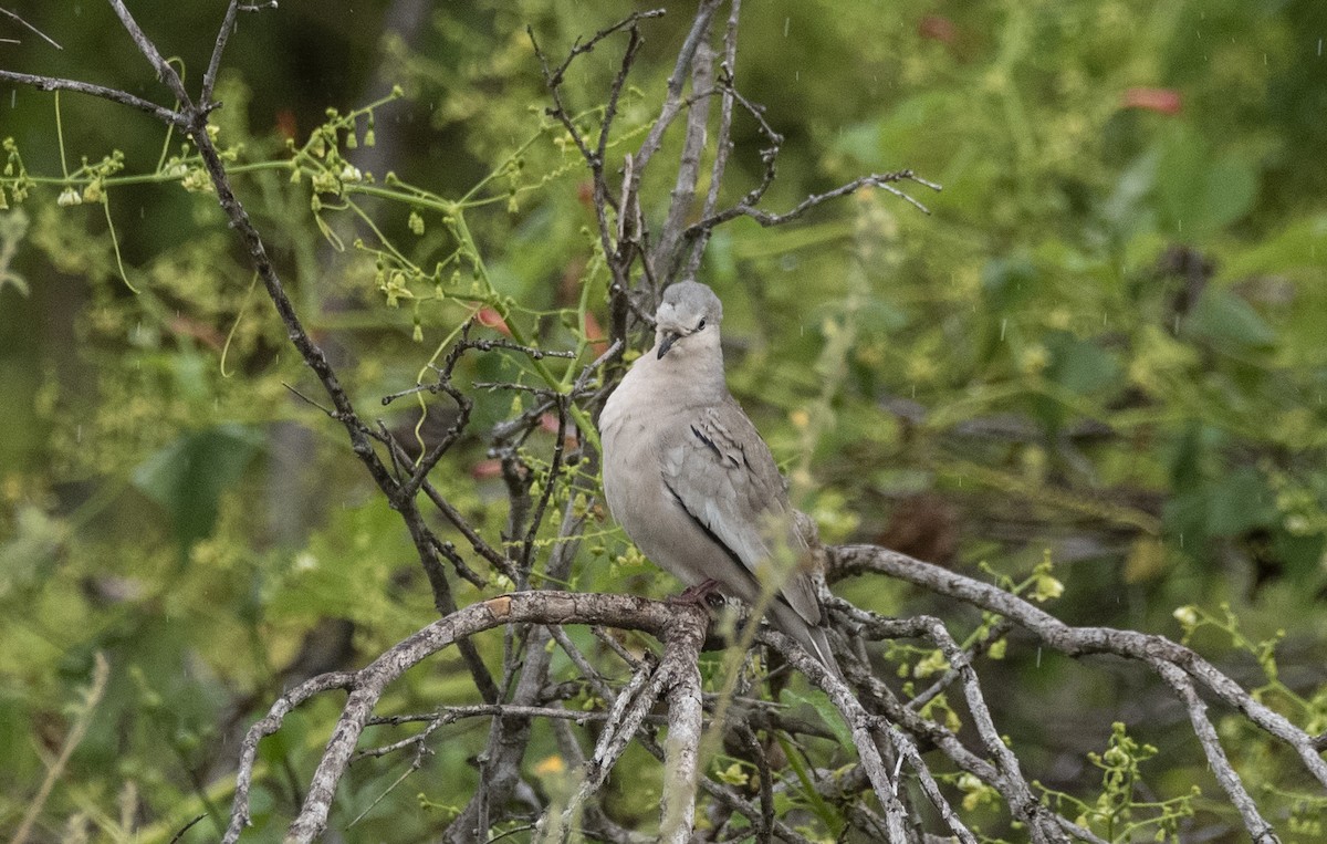 Picui Ground Dove - ML621293598