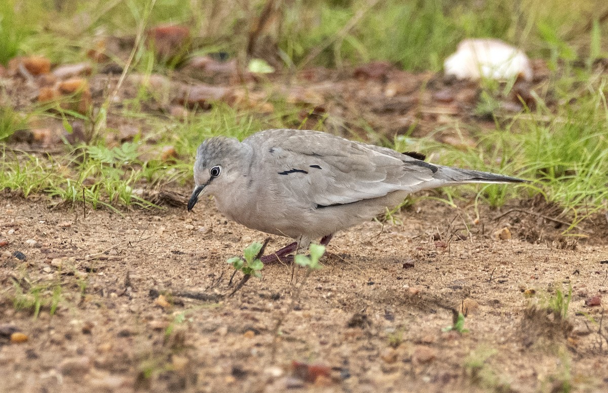 Picui Ground Dove - ML621293599