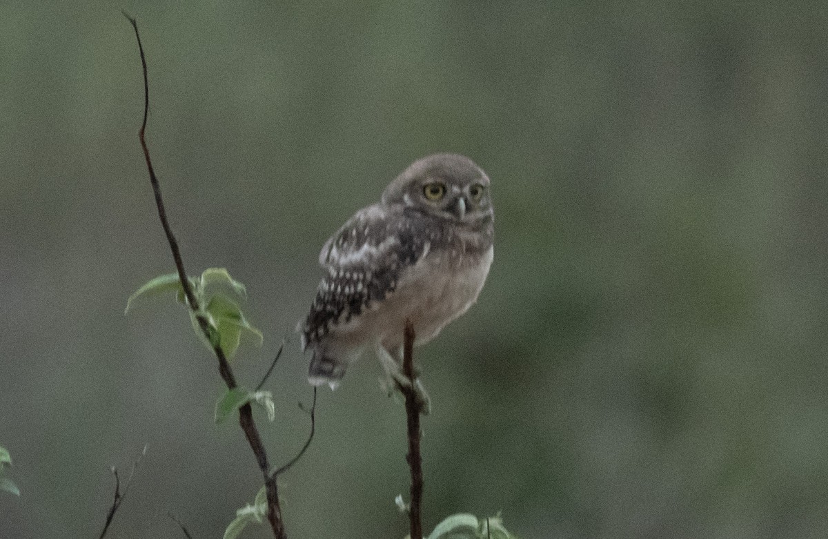 Burrowing Owl (grallaria) - ML621293628