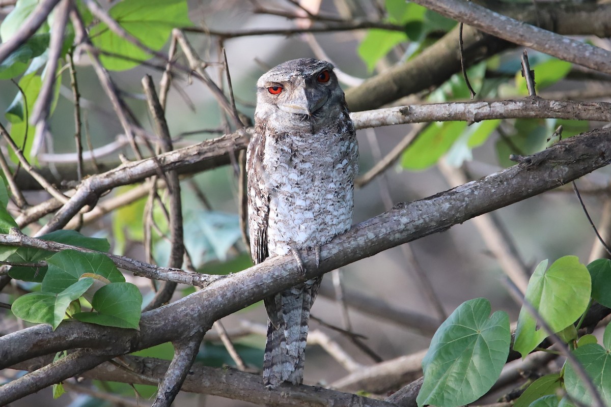 Papuan Frogmouth - ML621293639