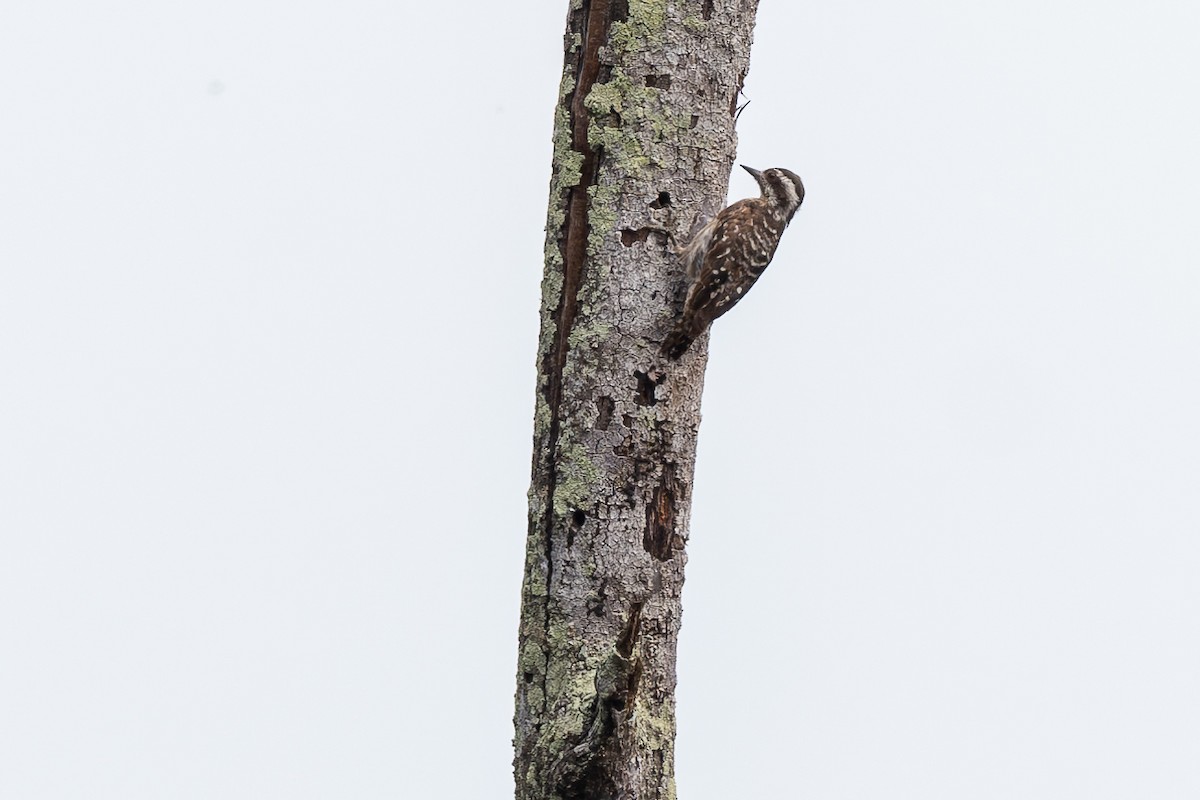 Sunda Pygmy Woodpecker - ML621293640