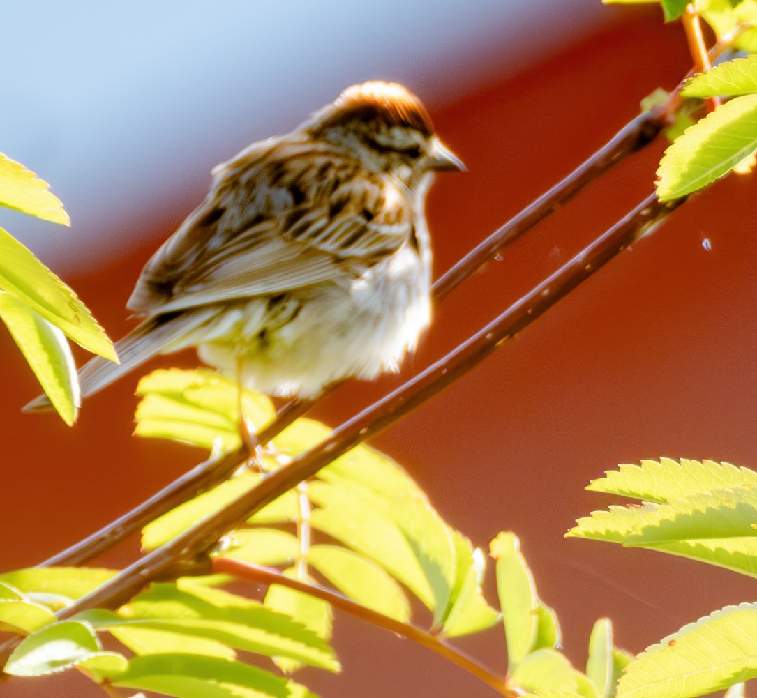 Chipping Sparrow - ML621293655
