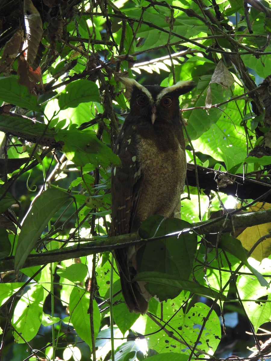 Crested Owl - ML621293670