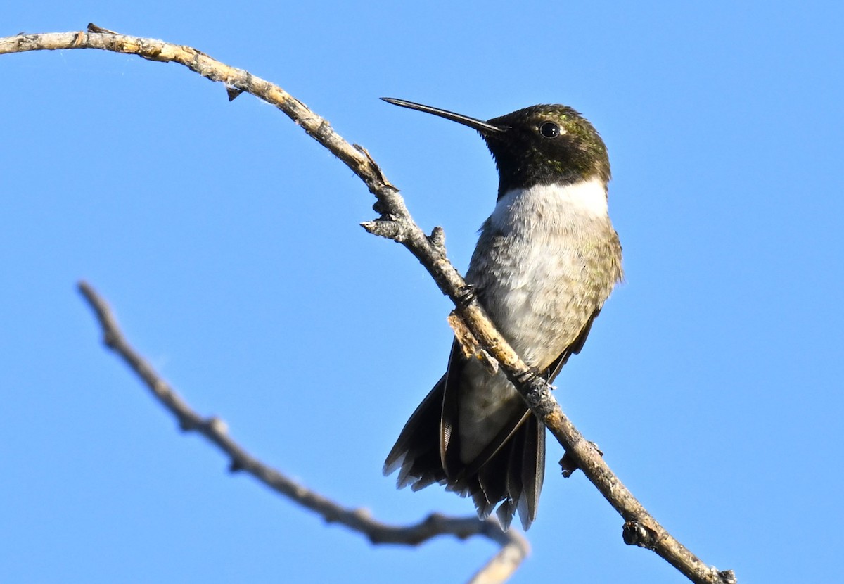 Black-chinned Hummingbird - ML621293677