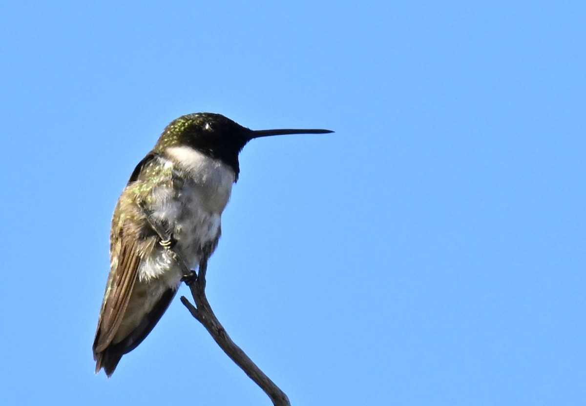 Black-chinned Hummingbird - ML621293682