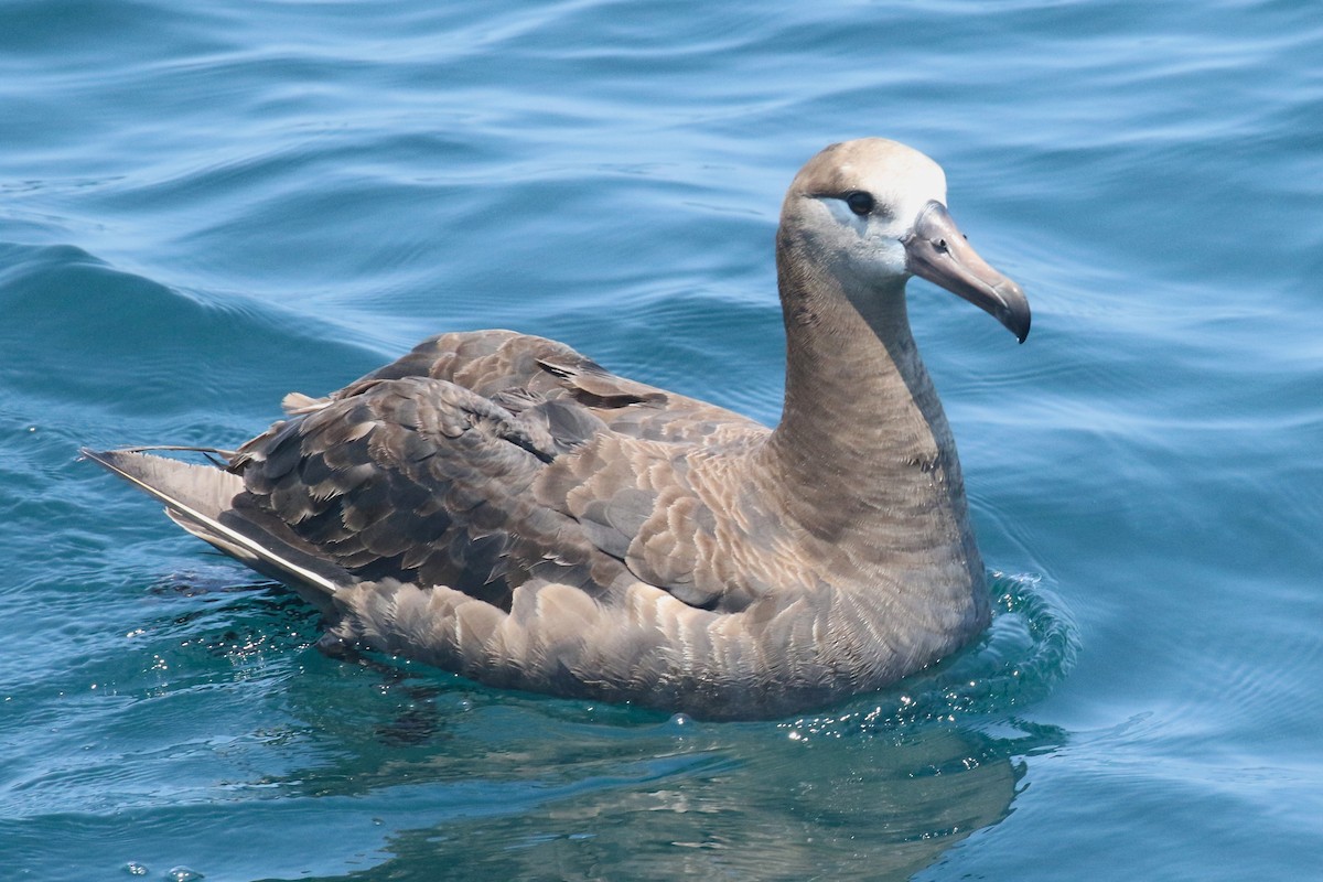 albatros černonohý - ML621293714