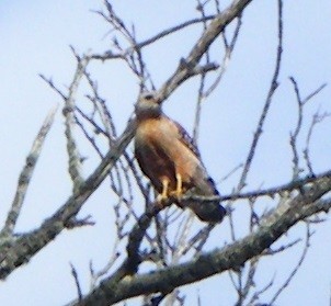 Red-shouldered Hawk - ML621293723