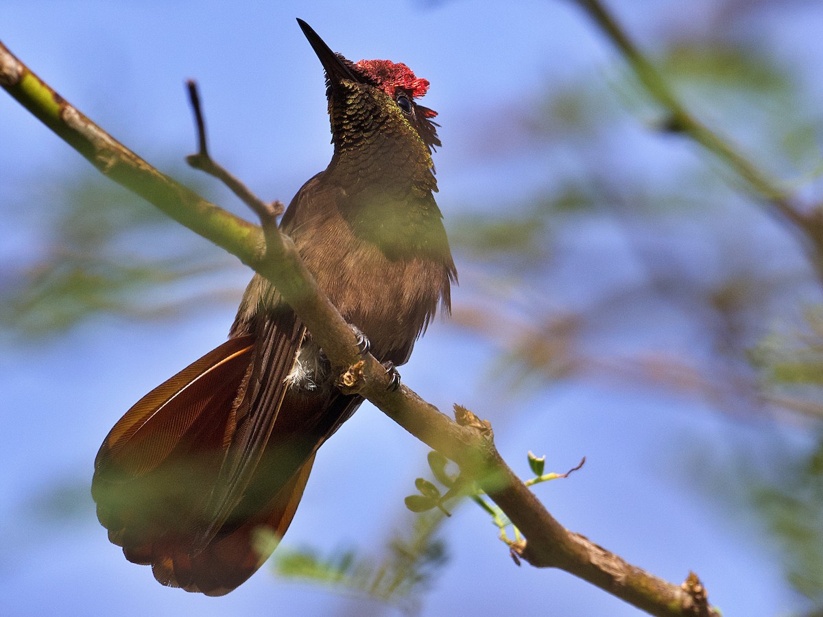 kolibřík červenohlavý - ML621293727