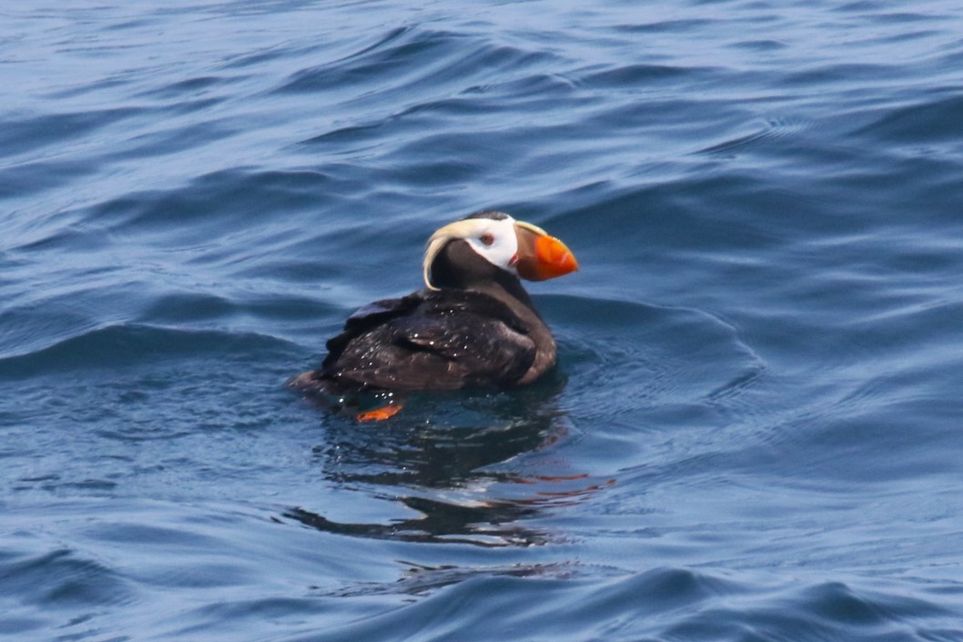 Tufted Puffin - ML621293760