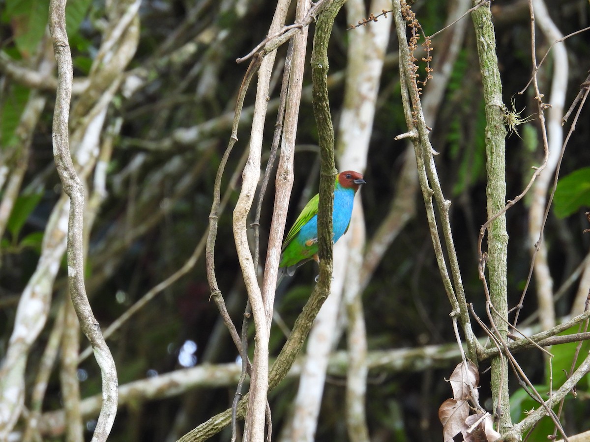 Bay-headed Tanager - ML621293766