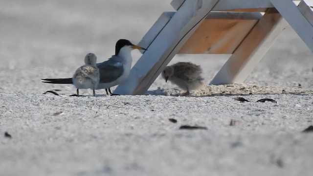 Least Tern - ML621293774