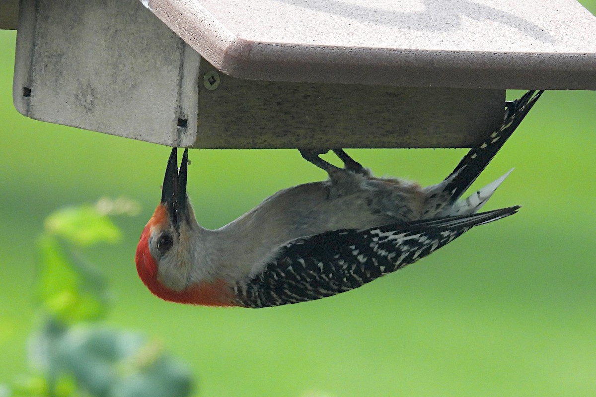 Red-bellied Woodpecker - ML621293779