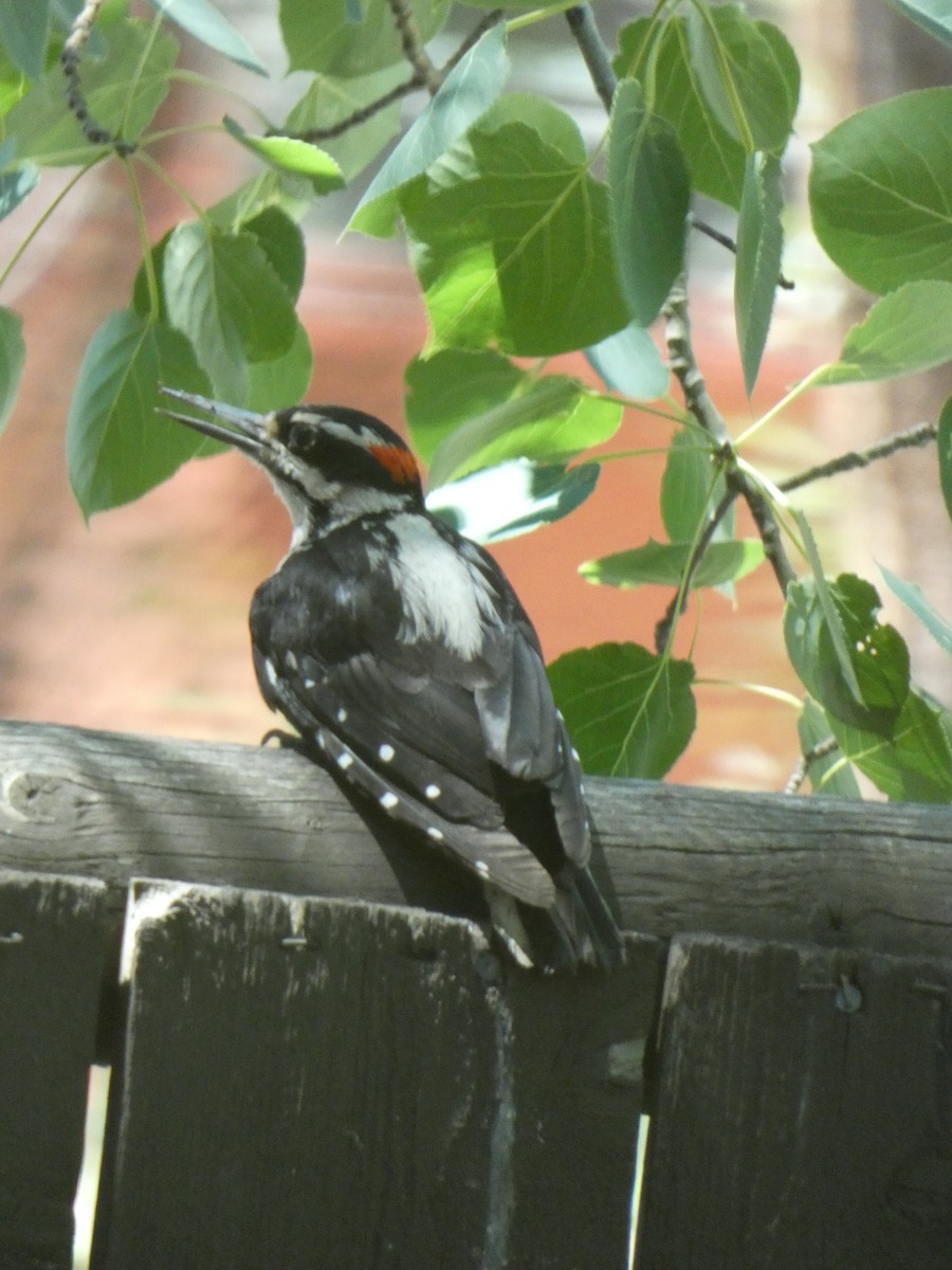 Hairy Woodpecker - ML621293795