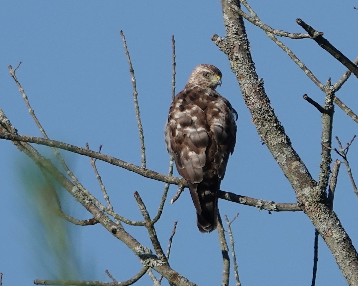 Red-tailed Hawk - ML621293796
