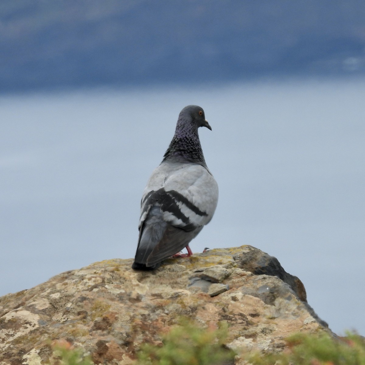 Rock Pigeon - ML621293808
