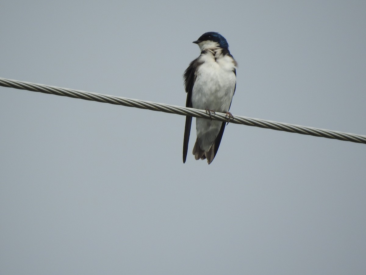 Tree Swallow - Victoria Vosburg