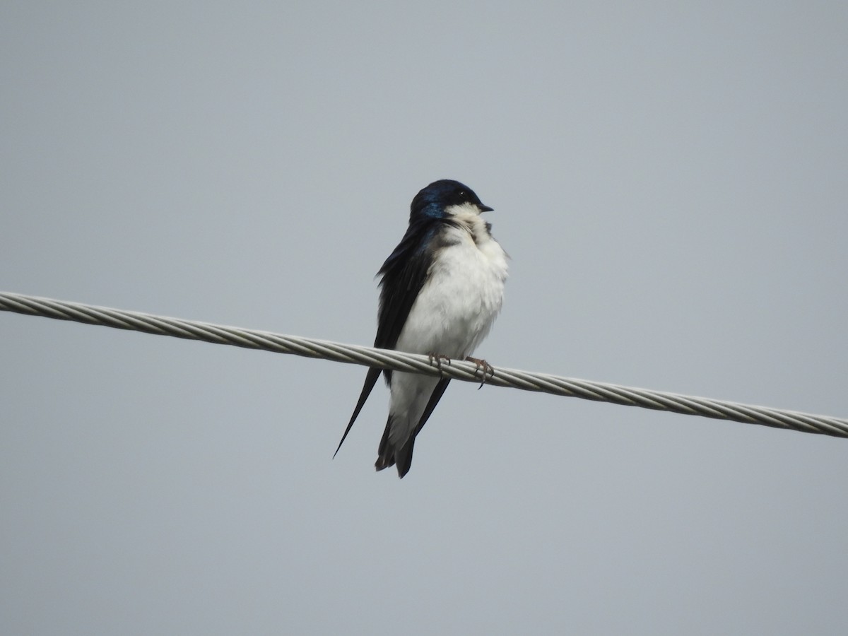 Tree Swallow - ML621293868