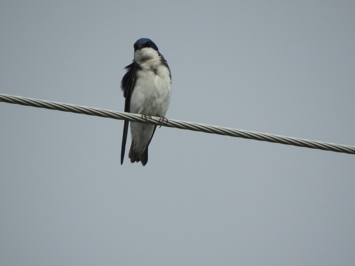 Tree Swallow - ML621293870