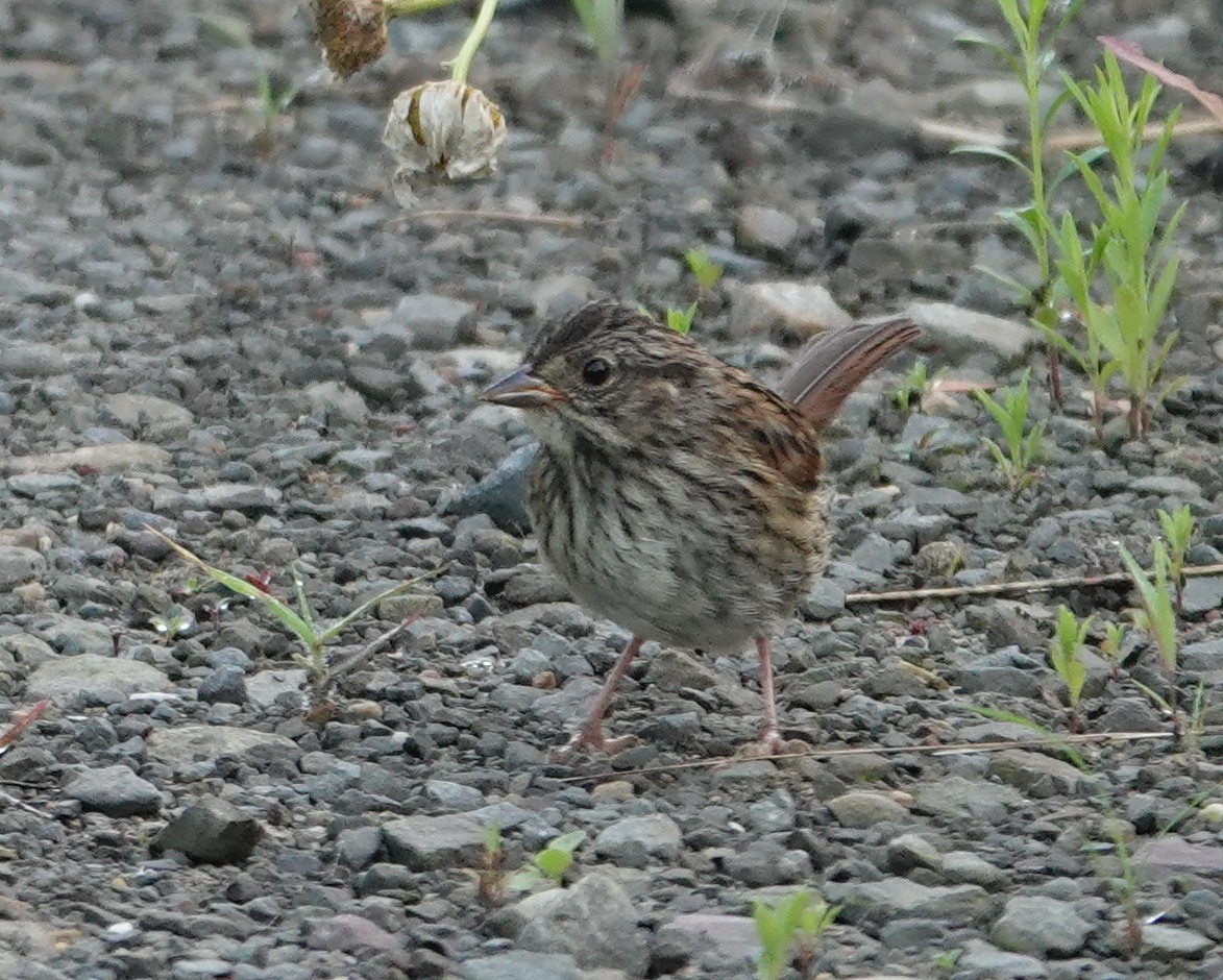 Swamp Sparrow - ML621293886
