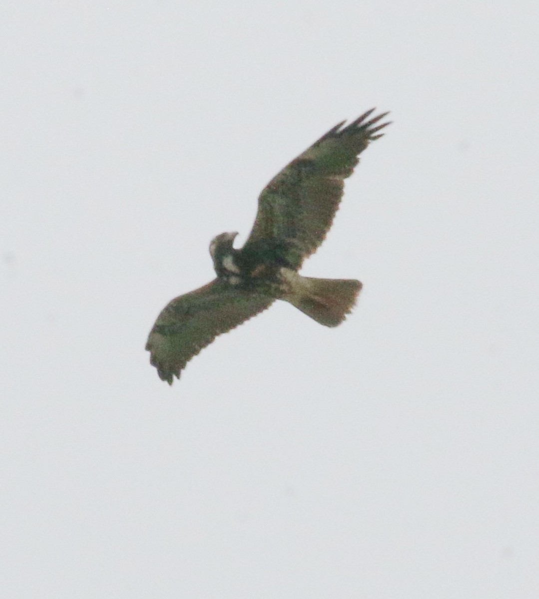 Red-tailed Hawk - ML621293911
