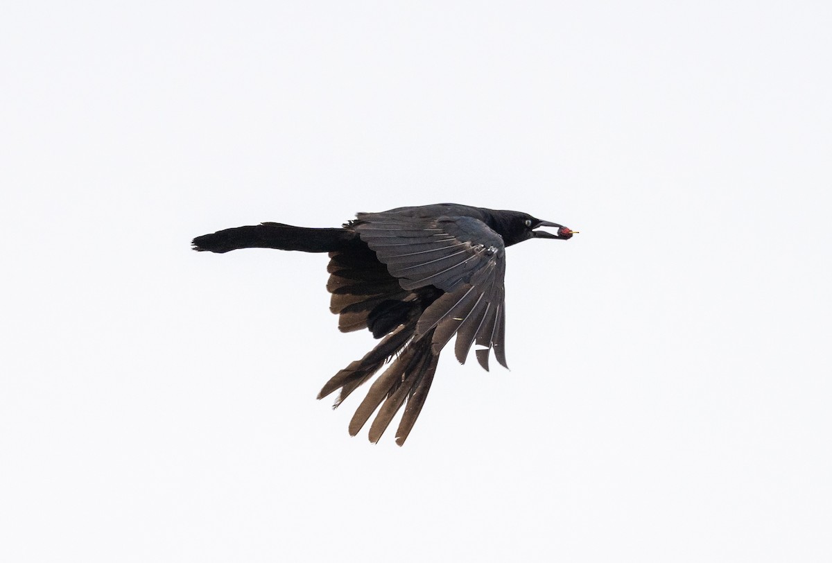 Boat-tailed Grackle - ML621293915