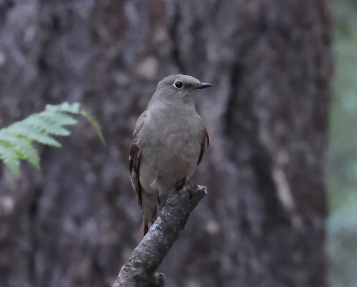 Townsend's Solitaire - ML621293917