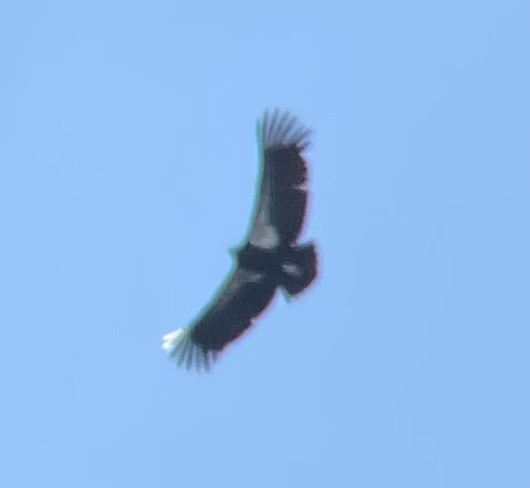 Condor de Californie - ML621293919