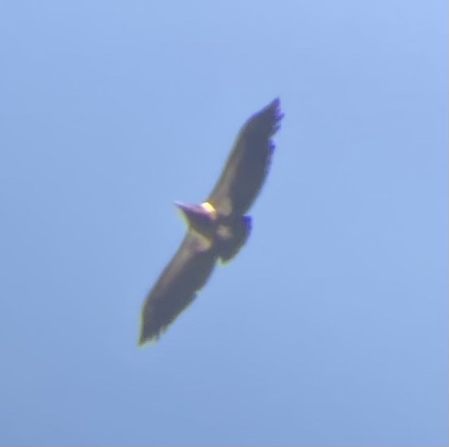 Condor de Californie - ML621293924