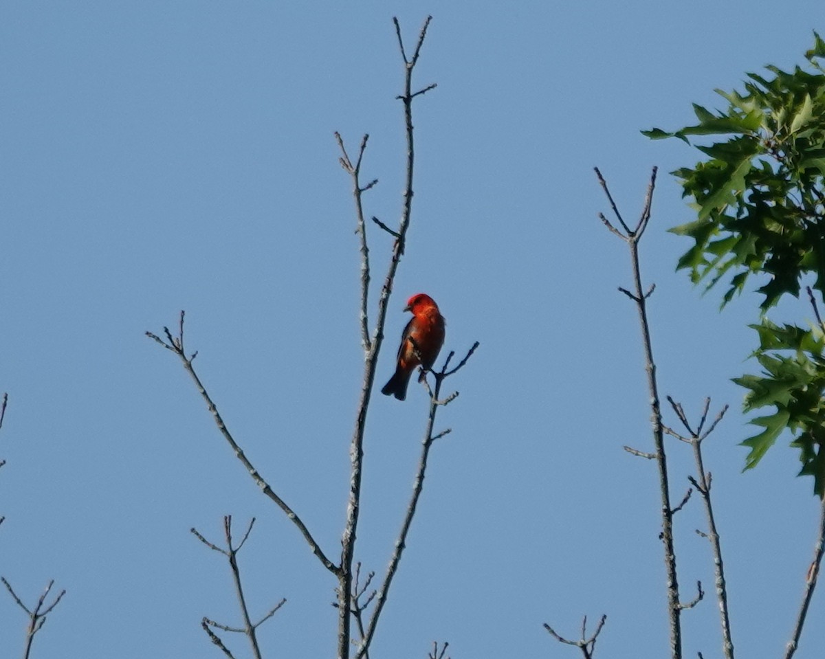 Scarlet Tanager - ML621293926
