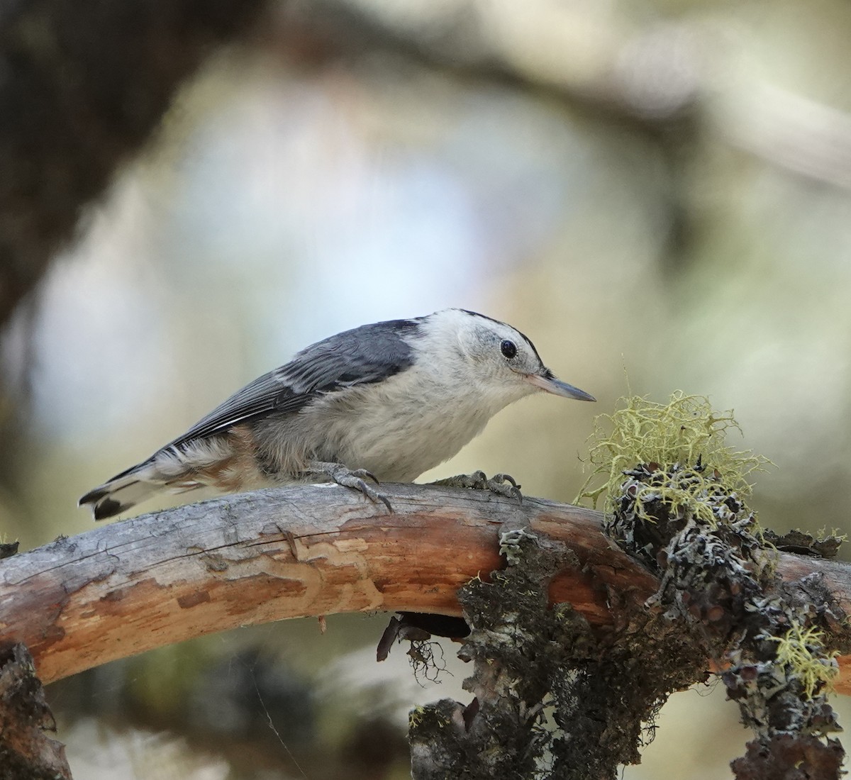 White-breasted Nuthatch - ML621293946