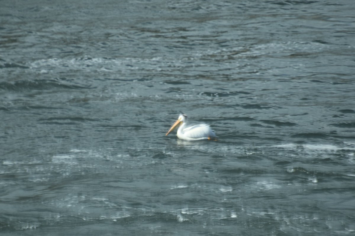 pelikán severoamerický - ML621293948
