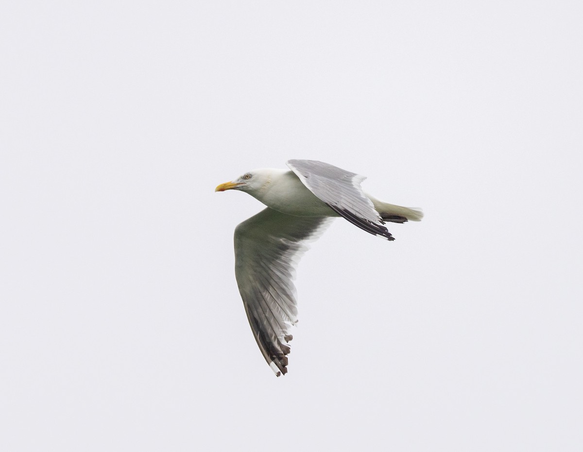 Herring Gull (American) - ML621293949