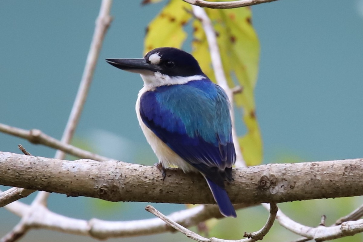 Forest Kingfisher - ML621293972