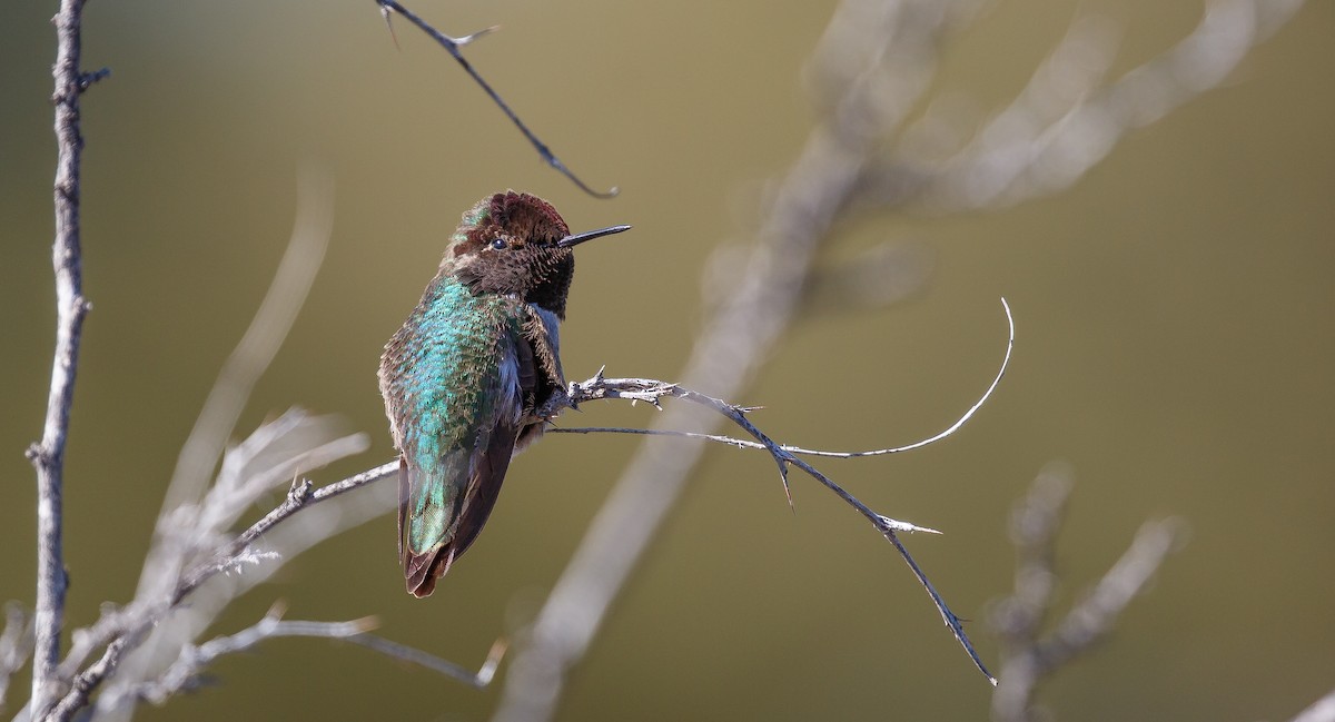 Anna's Hummingbird - ML621293977