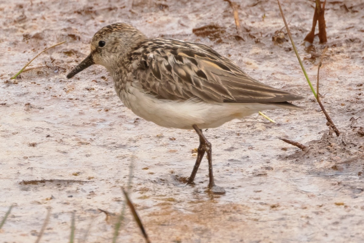 Semipalmated Sandpiper - ML621293981