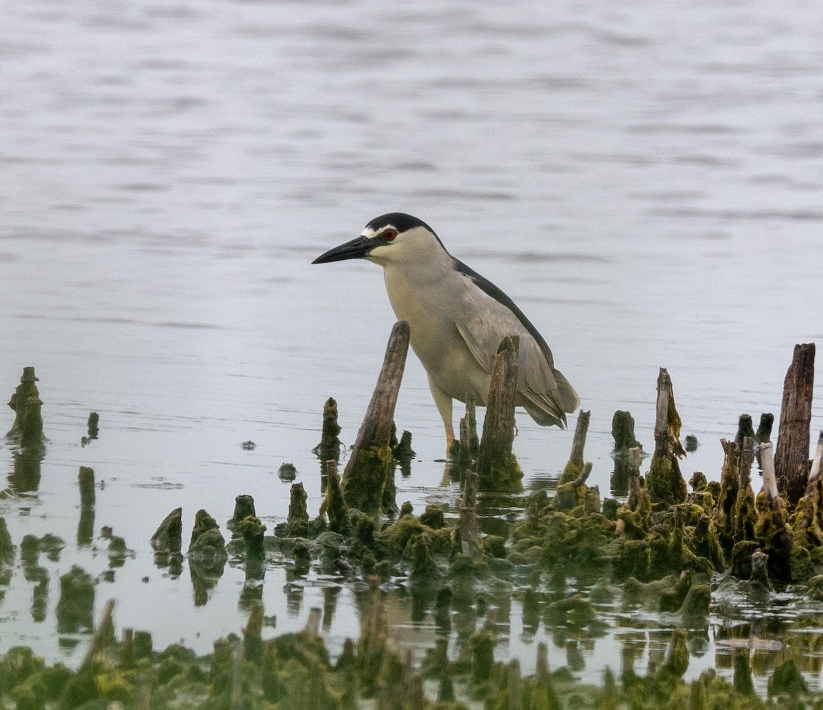 Black-crowned Night Heron - ML621294012