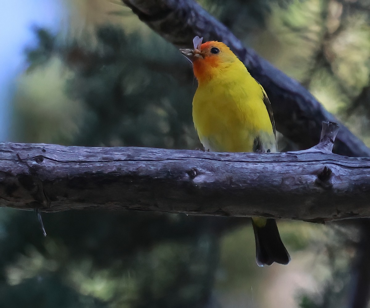 Western Tanager - ML621294066