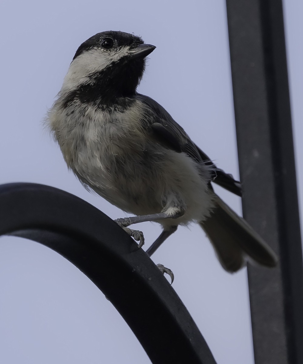 Carolina Chickadee - ML621294096