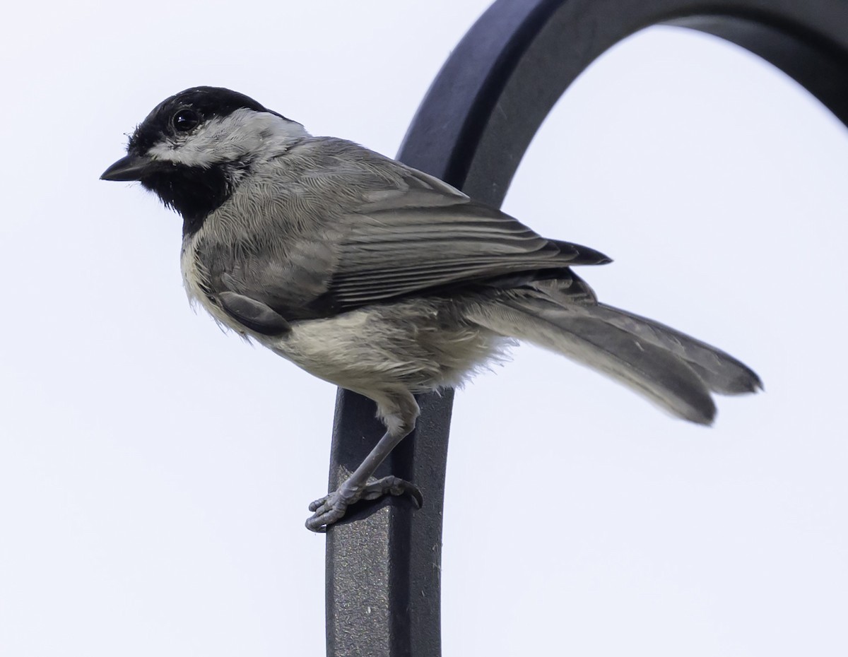 Carolina Chickadee - ML621294097