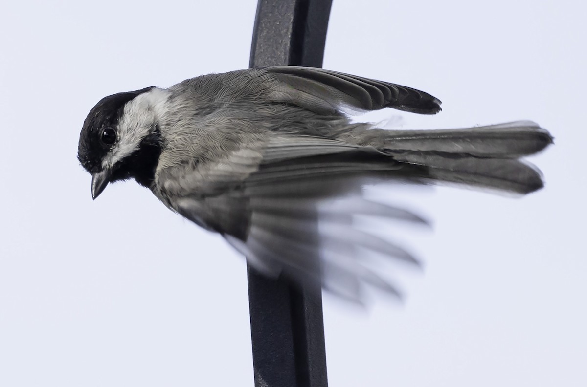 Carolina Chickadee - ML621294098