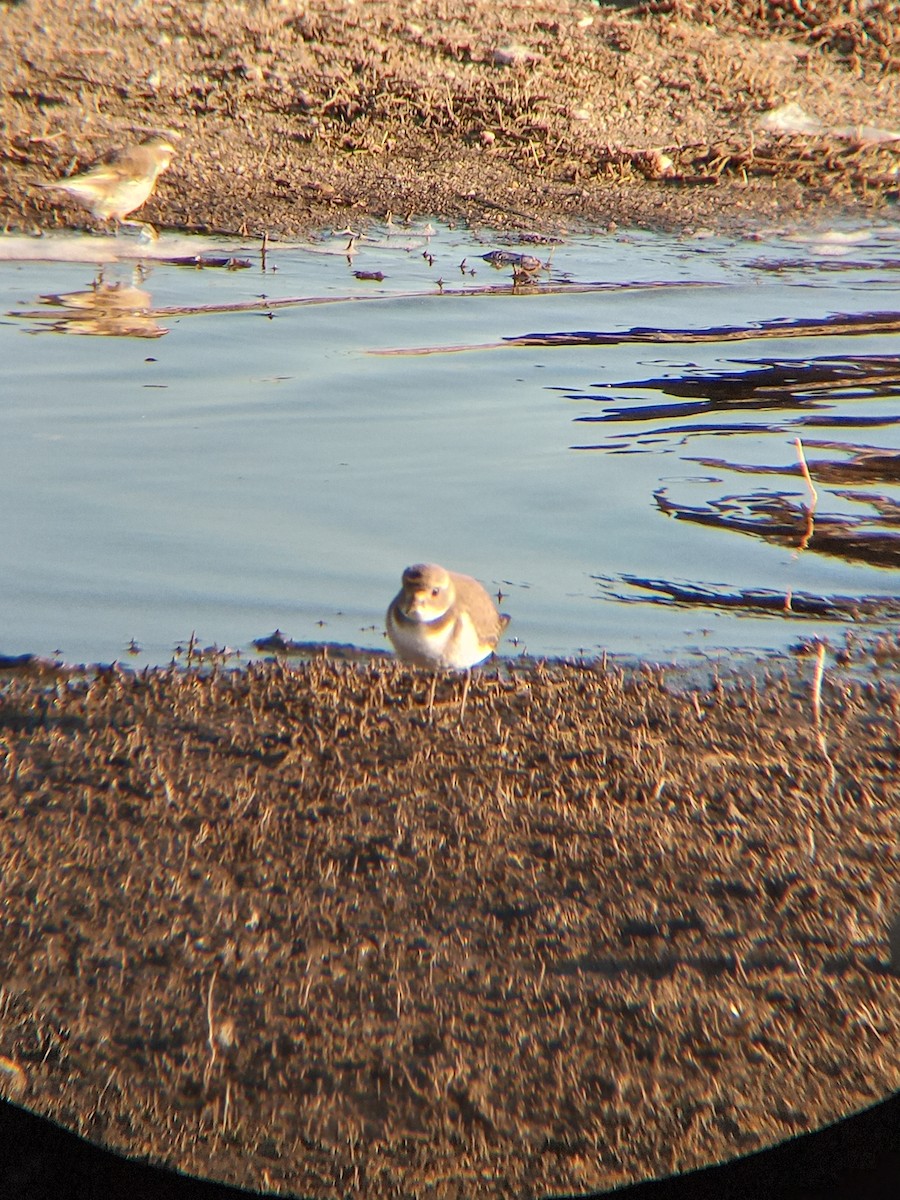 Two-banded Plover - ML621294103