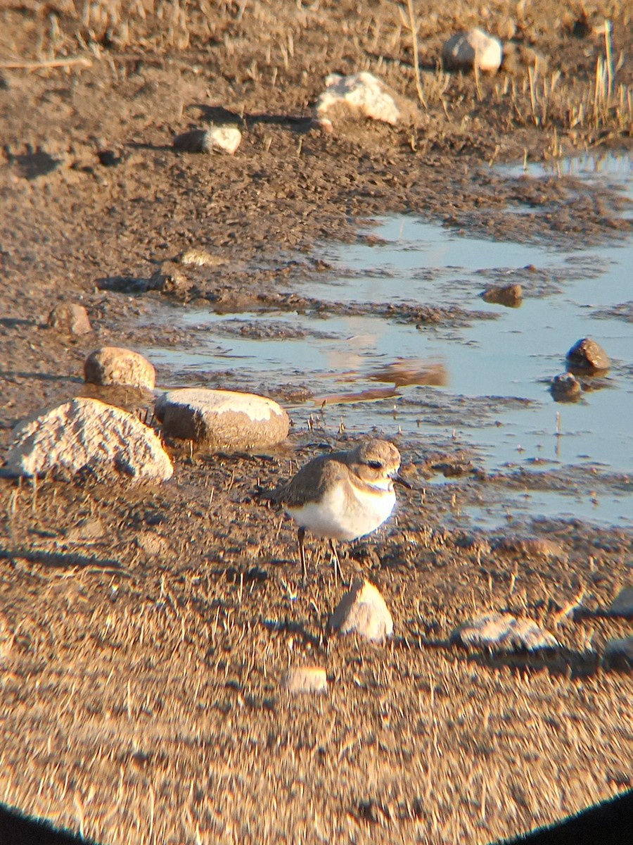 Two-banded Plover - ML621294104